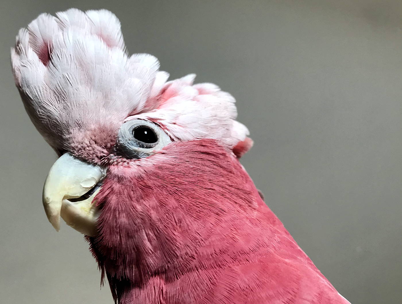 pinkchicken.net